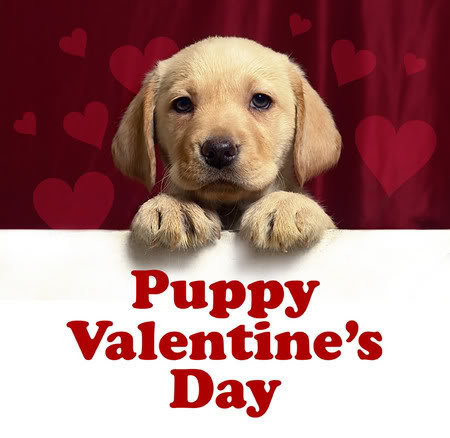 puppy valentines puppy card she moved to puppy valentines puppy card she moved to