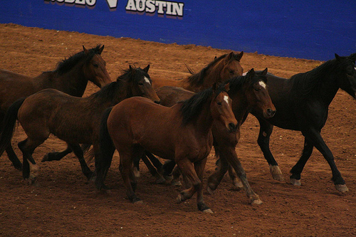 Rodeo Austin