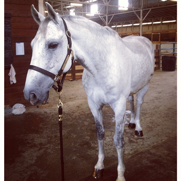 Jacob Pope - The Maclay winner that most of us have a not so secret crush on... except me because I'm way too old of course :)