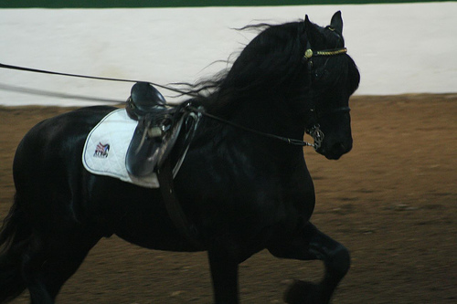 Sharp dark Friesian is sharp and dark.