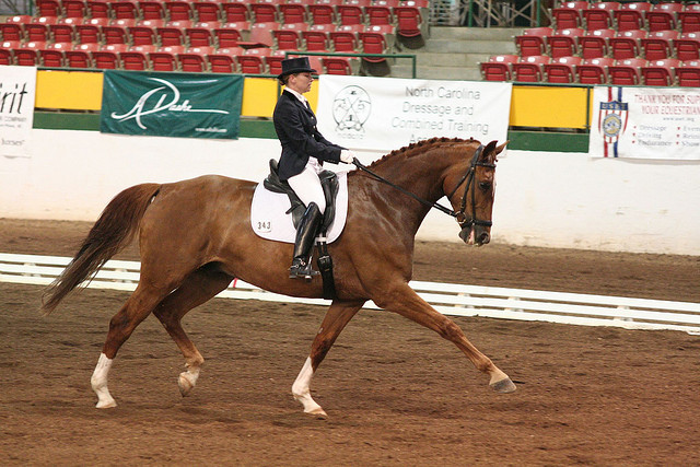 The ideal timing for an extended trot.