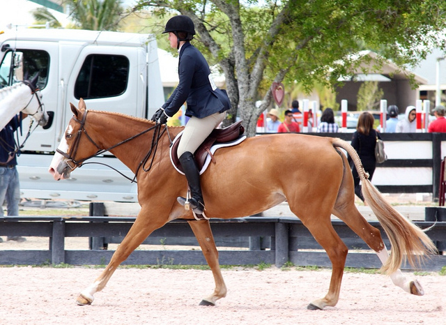 Good timing, but the horse might have looked better taking this photo on the uphill swing of the front leg.