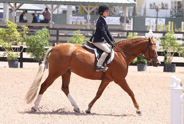 Perfect hunter trot.