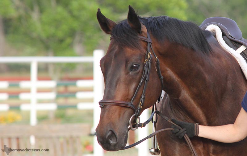 hunter-jumper16