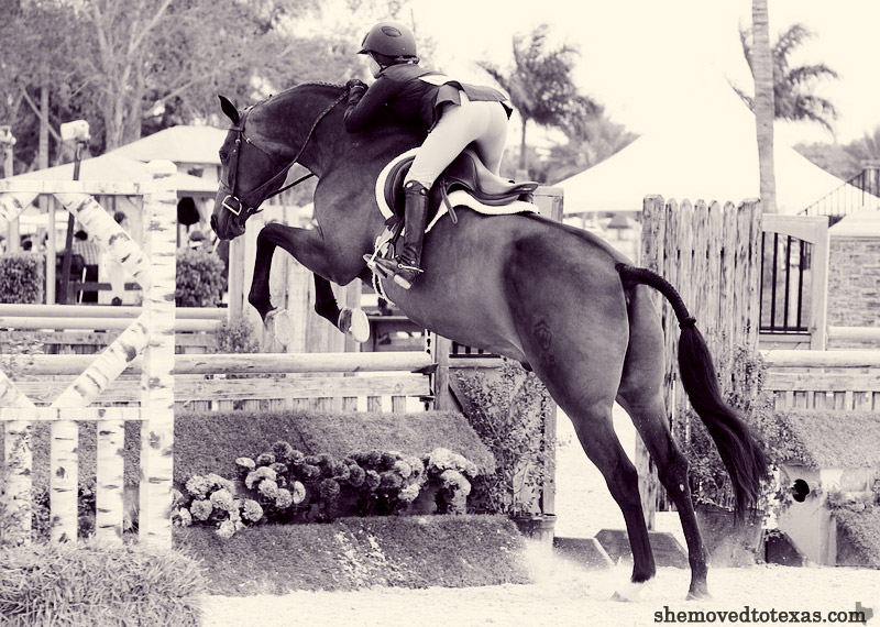 hunter-jumper5
