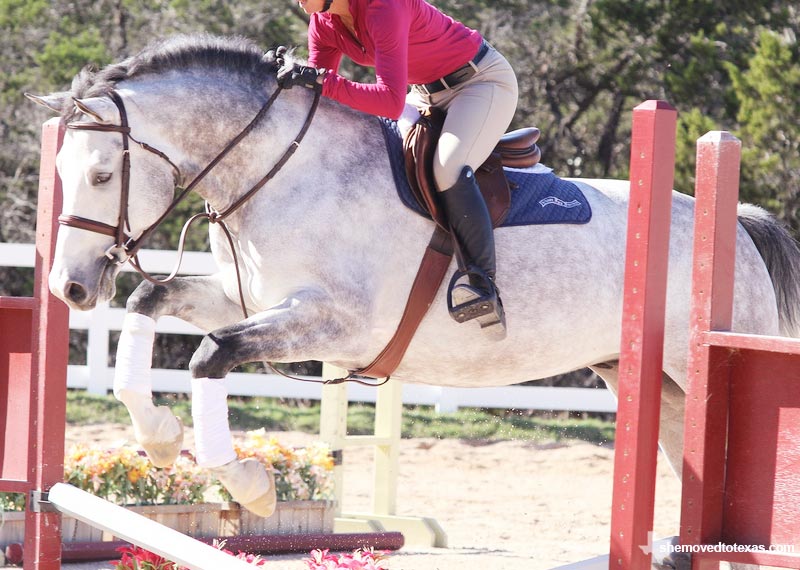 hunter-jumper9