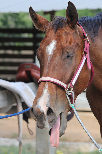 8690818657_a8a2eeebfb