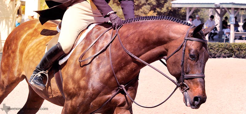hunter-jumper34