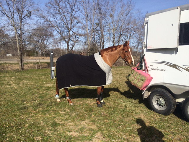 O is a beauty queen mare, for real.