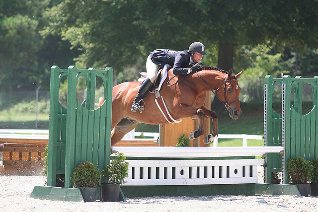 Artie, my NC trainer's late AQHA gelding
