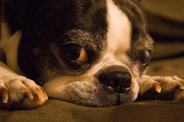 Her left eye pre-injury with old scar tissue