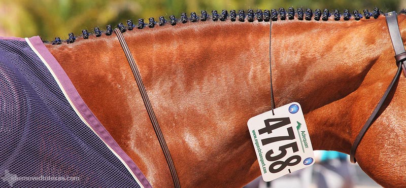hunter-jumper30