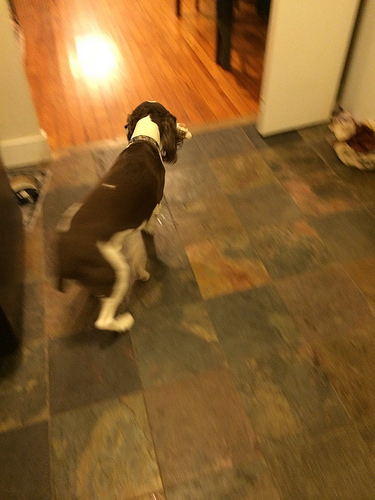 Wheeeeeeeeeeee squeaky lamb!!!!!!