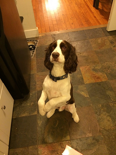A squeaky lamb? For meeeeeee?!?
