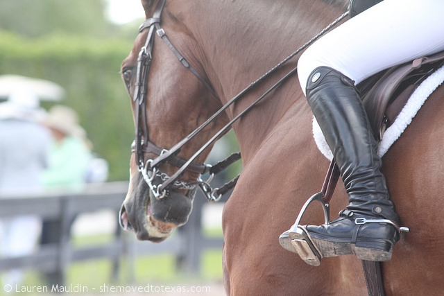 equitation-horse