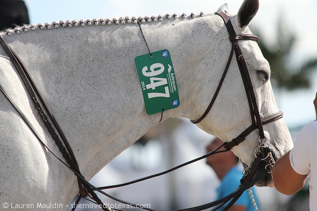 hunter-horse-ringside