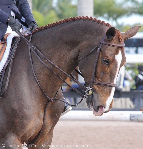 wef-equitation-horse