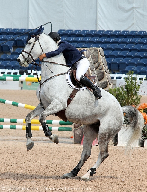jumper-horse-rear