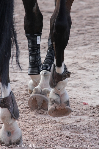 horse-hooves4