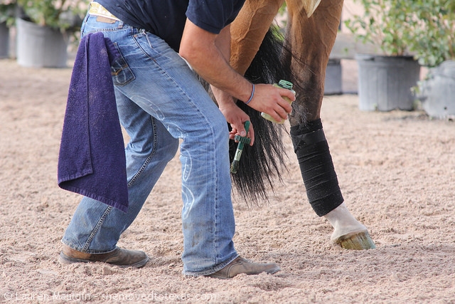 horse-polish