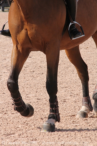 horse-hooves3