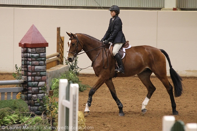 equitation-horse