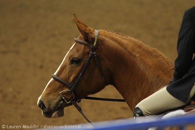 hunter-horse