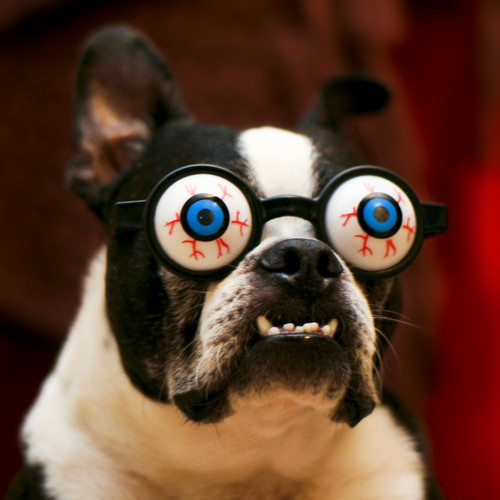funny-boston-terrier-picture-of-dog-with-crazy-goggles