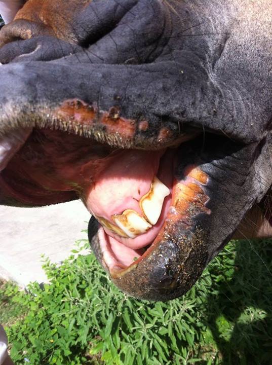 Photo from Elgin Veterinary Hospital