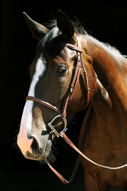 Maple the OTTB