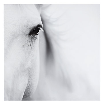 caballo-blanco-750329766