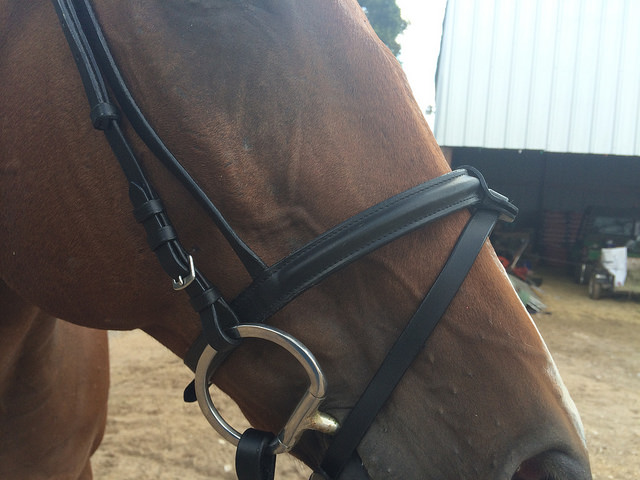 Noseband & Flash detail