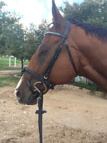 Bridle model is sleepy