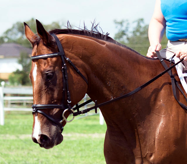 simon-dressage2
