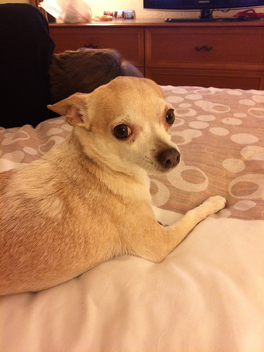 Lilly, my comforting chihuahua friend.