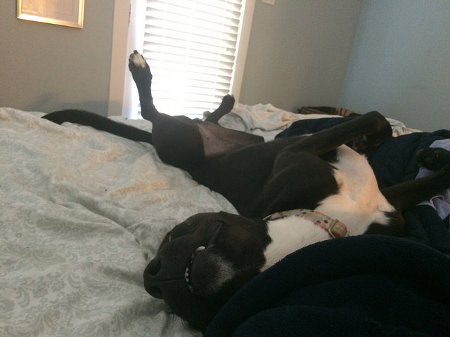 17024797890_1e4dc92eb6_z