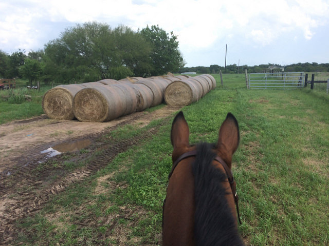 17186598246_f114bce060_z