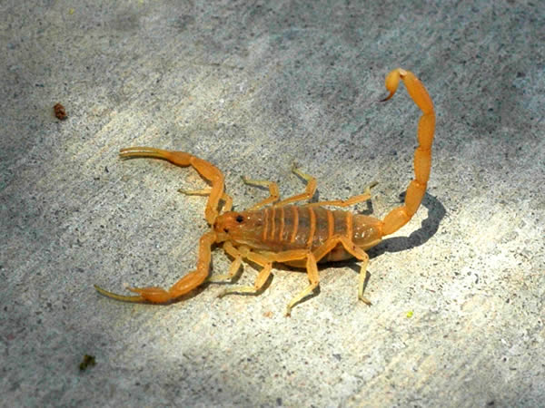 sculptured_scorpion